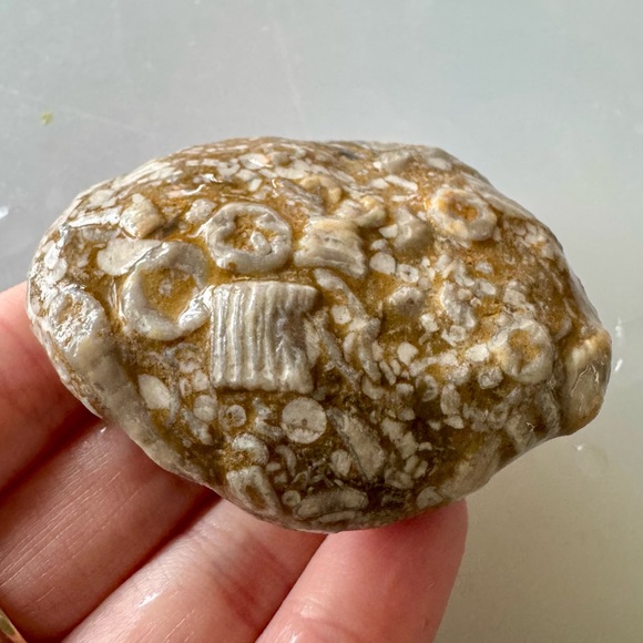 🐟 Crinoid Fossils Embedded in Lake Michigan Stone 🐟 - Picture 1 of 16